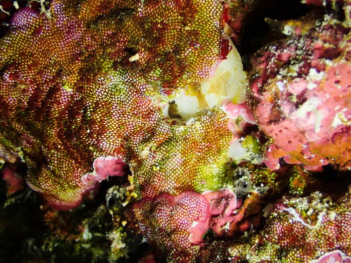 Alcyionidium sp.