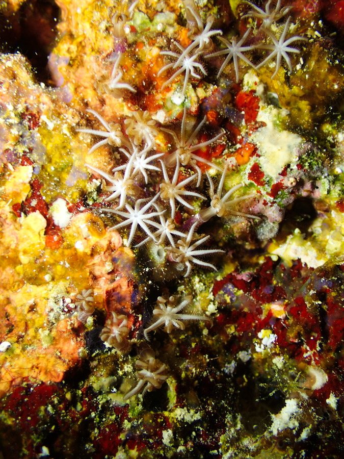 Corail dur