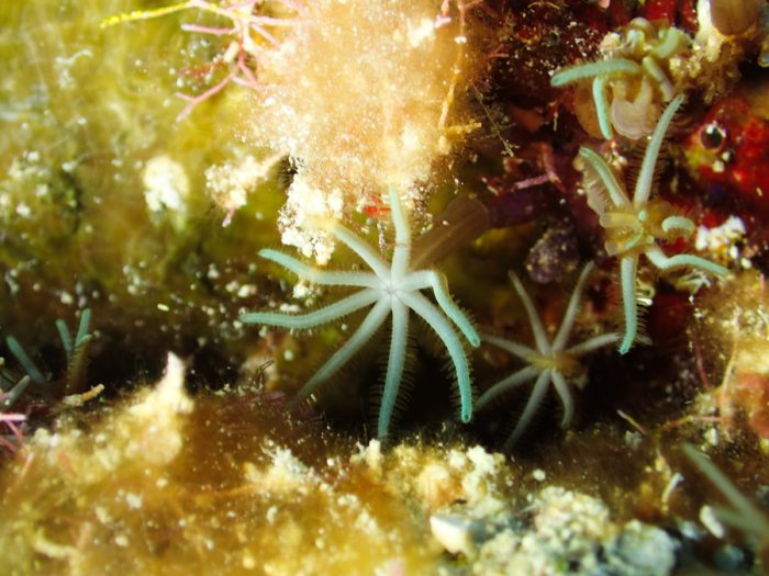 Corail dur