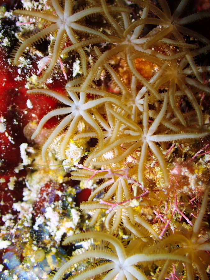 Corail dur