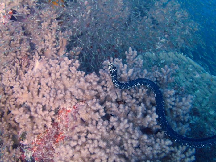 Emydocephalus annulatus