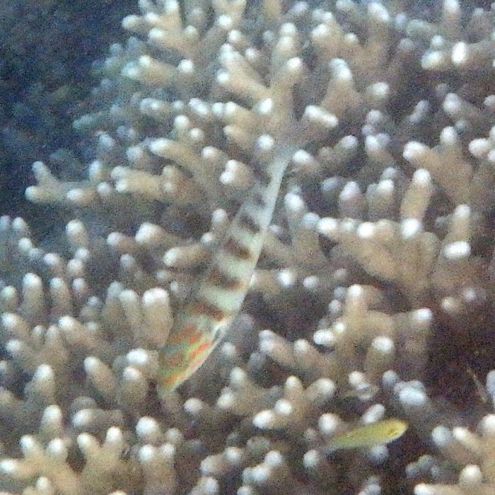 Thalassoma hardwicke