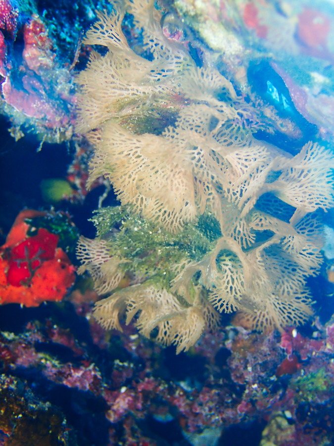Reteporellina sp.