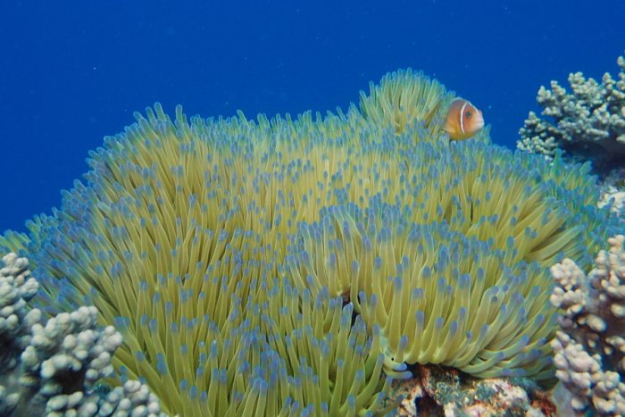 Amphiprion perideraion