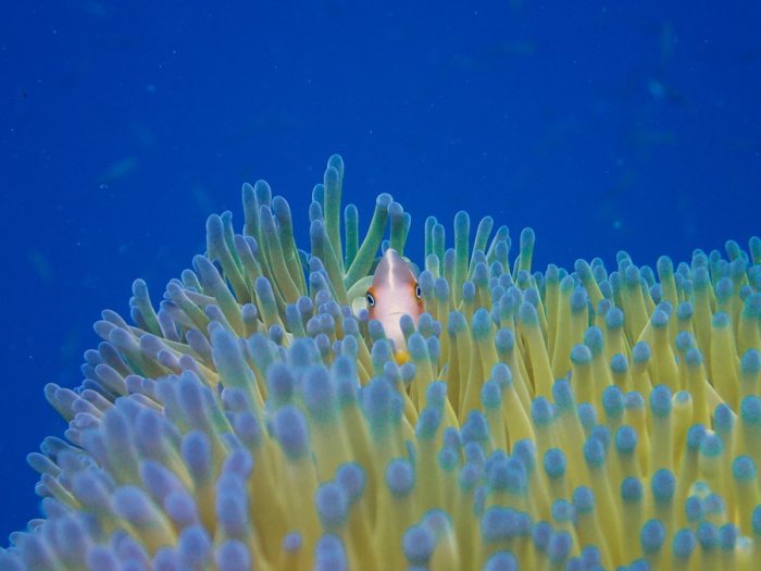 Amphiprion perideraion
