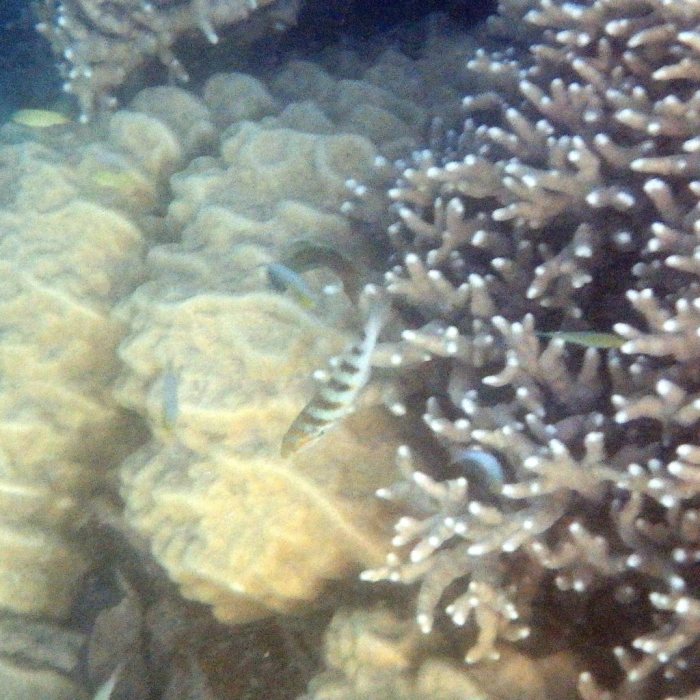Thalassoma hardwicke