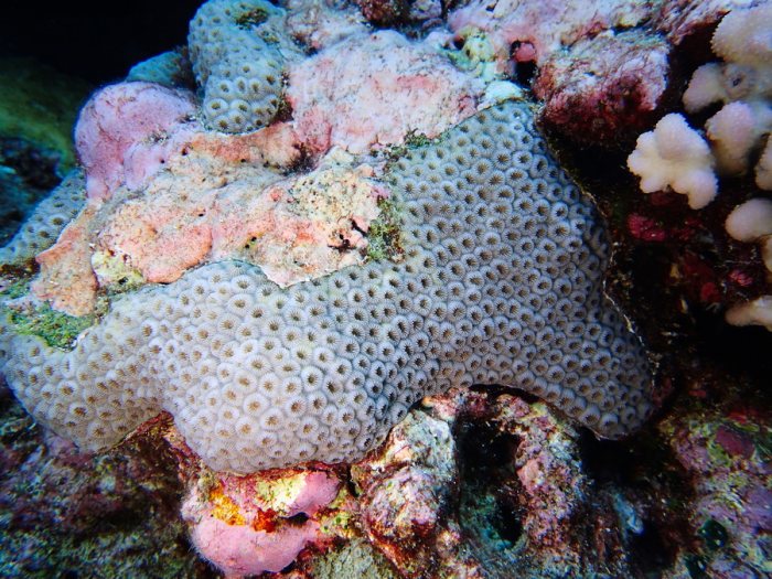 Corail dur