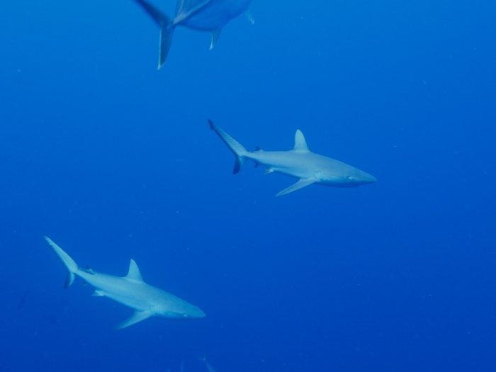 Requin gris de récif