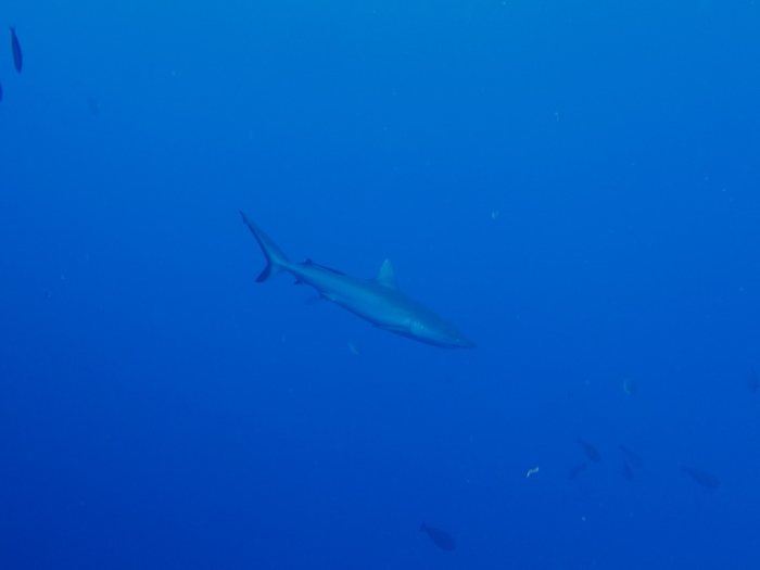 Requin gris de récif