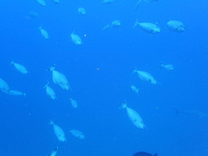 Poissons osseux