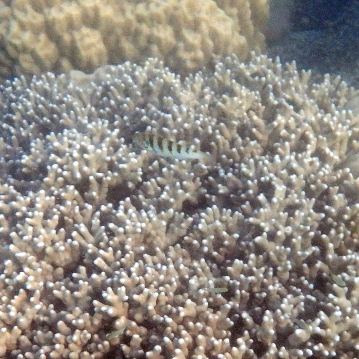 Thalassoma hardwicke