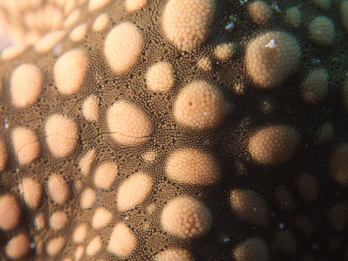 Nardoa novaecaledoniae