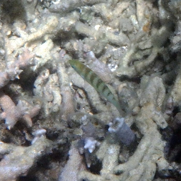 Thalassoma hardwicke