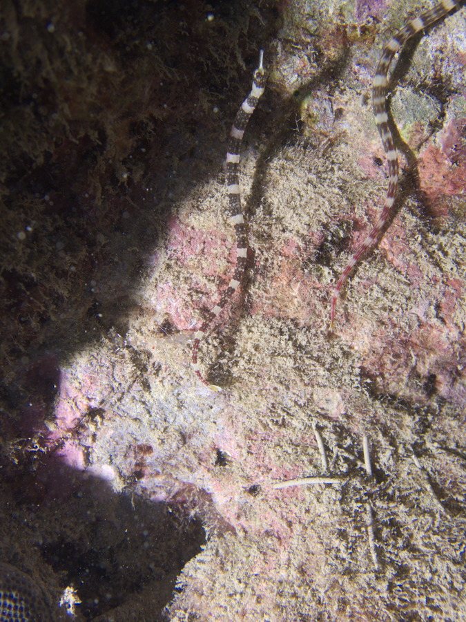 Corythoichthys amplexus
