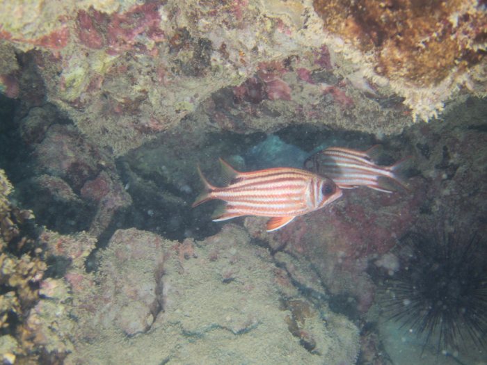 Sargocentron rubrum