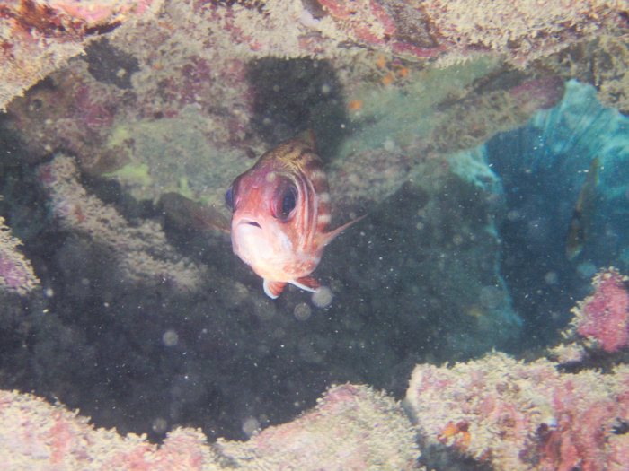 Sargocentron rubrum