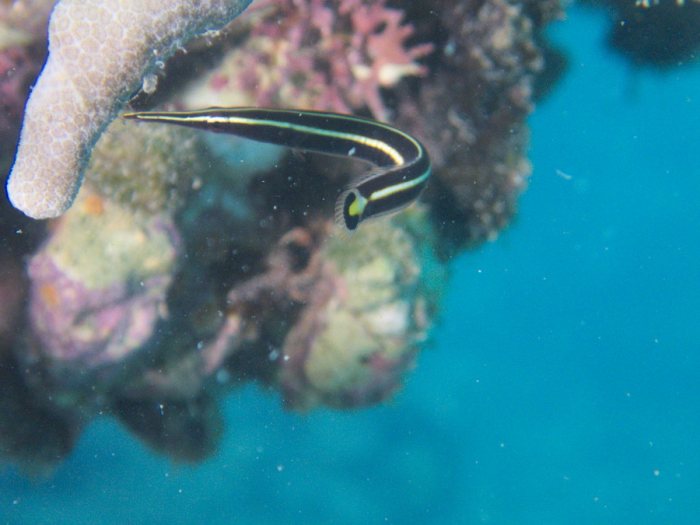Diademichthys lineatus
