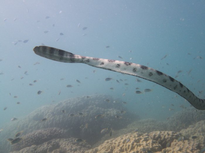 Hydrophis major