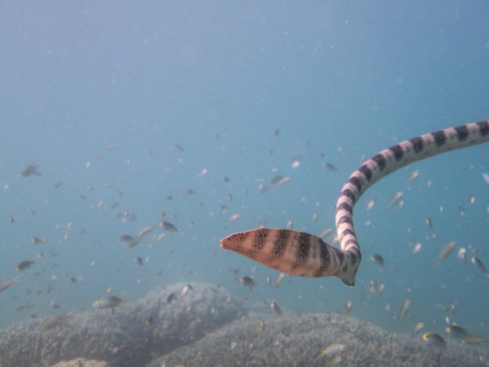 Hydrophis major