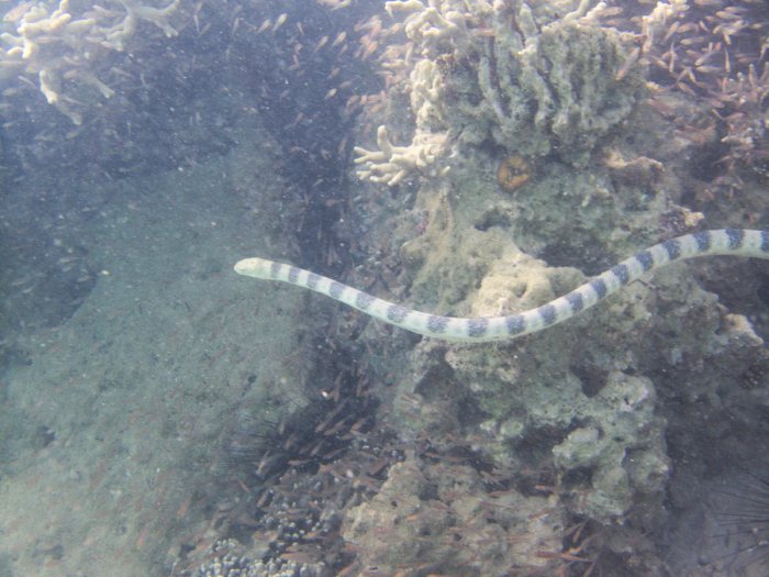 Hydrophis major