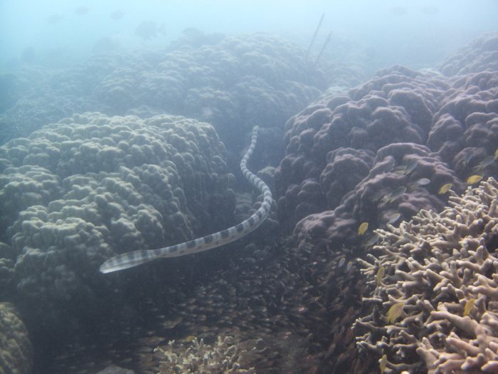 Hydrophis major