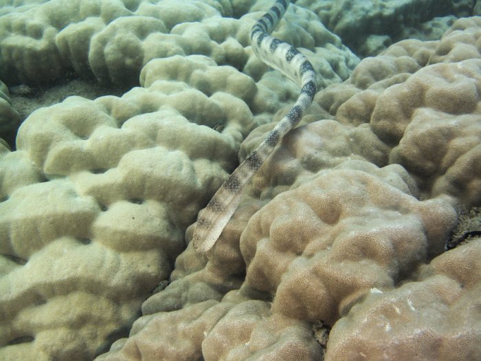 Hydrophis major