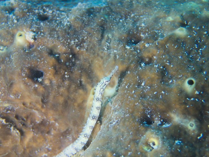 Corythoichthys haematopterus