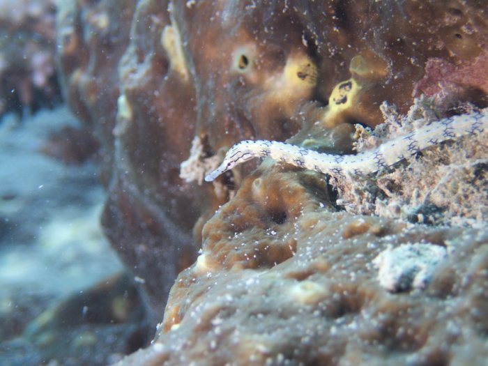 Corythoichthys haematopterus