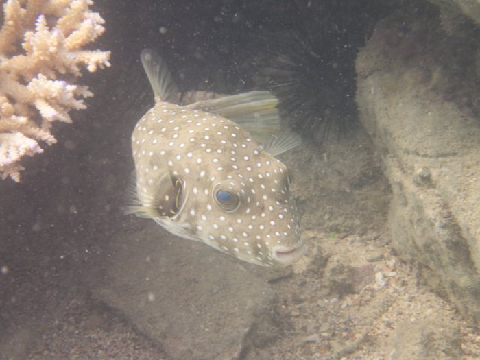 Arothron hispidus