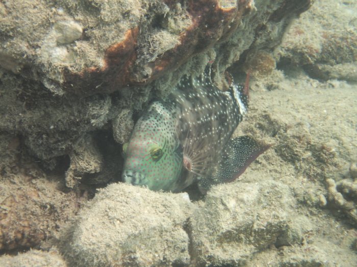 Cheilinus chlorourus