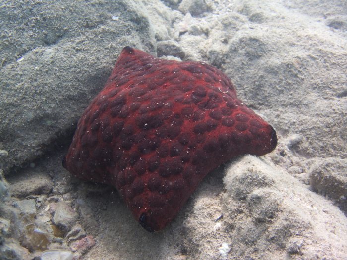 Culcita novaeguineae