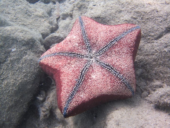 Culcita novaeguineae