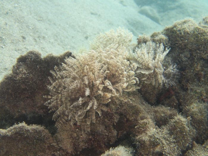 Sabellastarte sp.