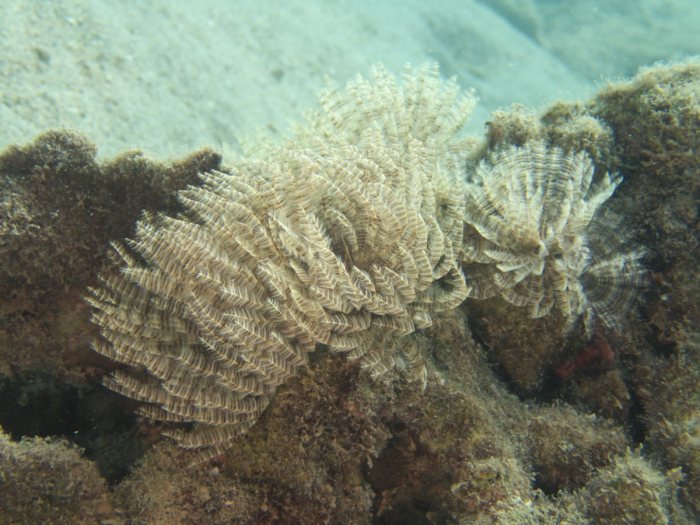 Sabellastarte sp.
