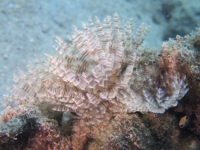 Sabellastarte sp.
