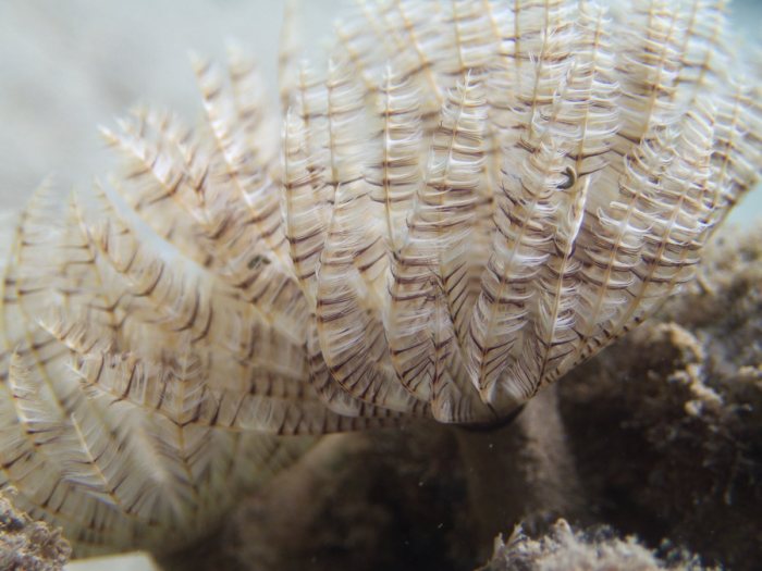 Sabellastarte sp.