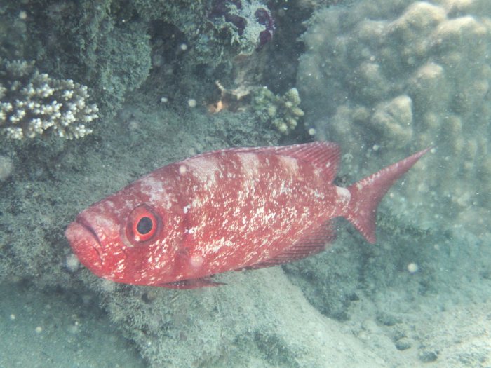 Priacanthus hamrur