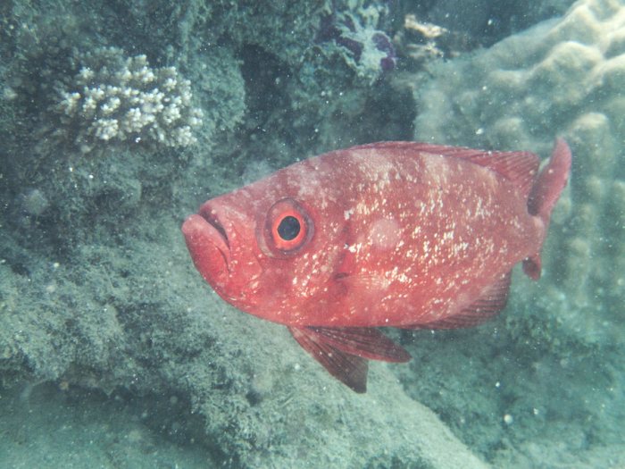 Priacanthus hamrur