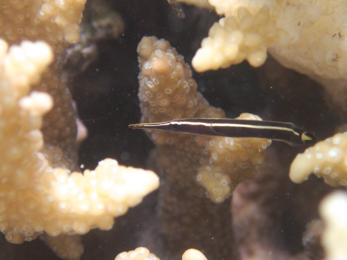 Diademichthys lineatus