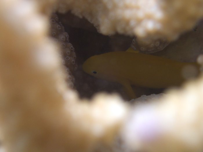 Gobiodon okinawae