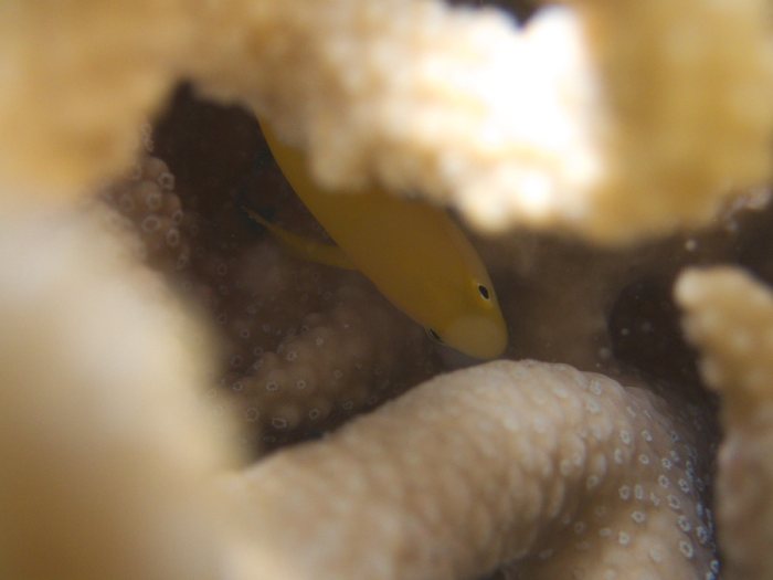 Gobiodon okinawae