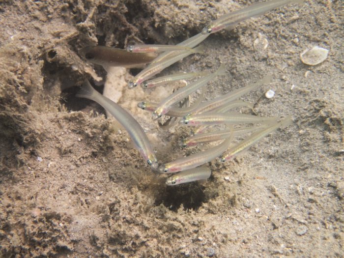 Ptereleotris microlepis