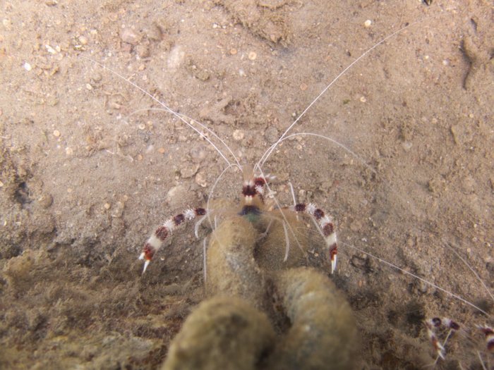 Stenopus hispidus