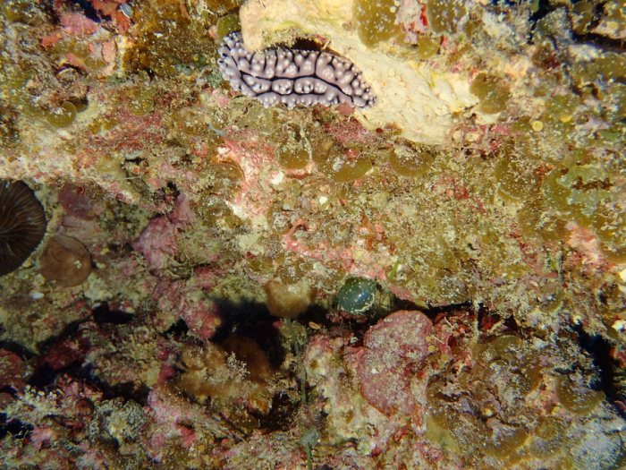 Phyllidiella pustulosa
