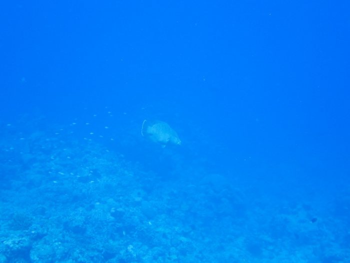 Cheilinus undulatus