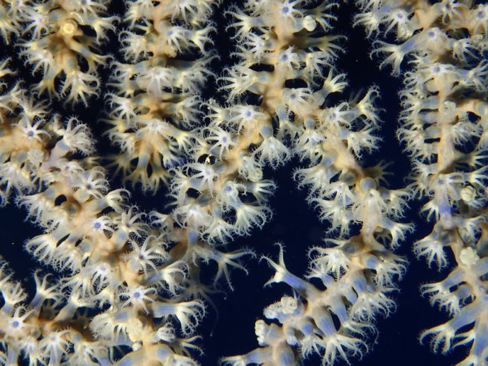 Corail dur