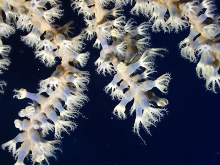Corail dur