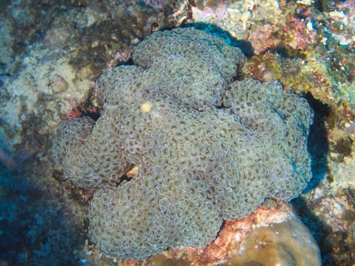 Euphyllia ancora
