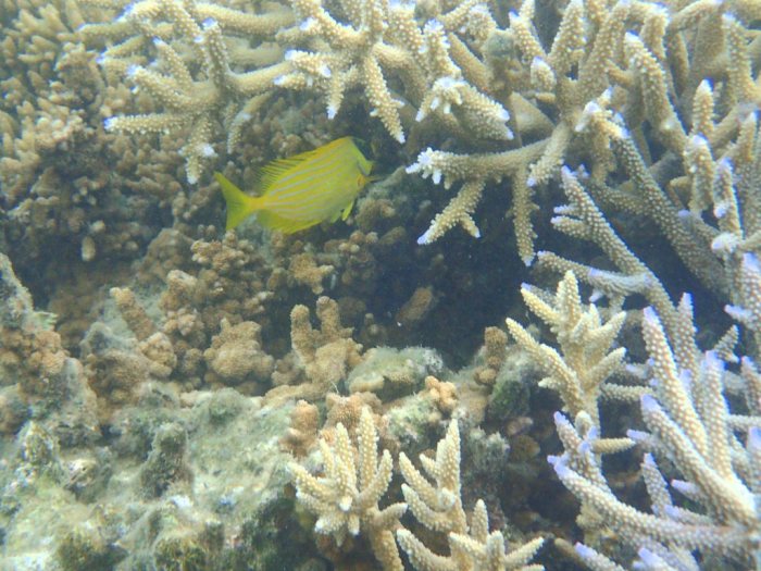 Siganus puellus
