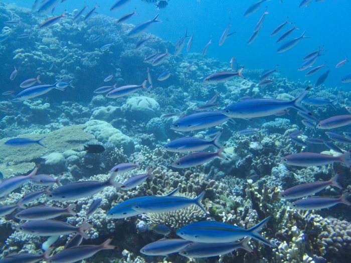 Caesio caerulaurea